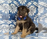 Small Photo #4 German Shepherd Dog Puppy For Sale in KIRKWOOD, PA, USA