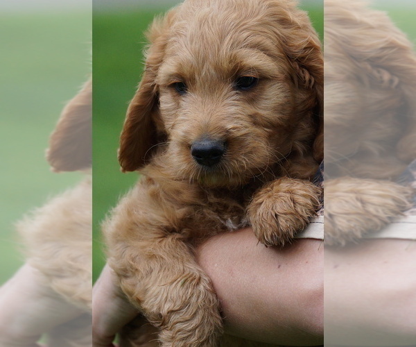 Medium Photo #2 Goldendoodle (Miniature) Puppy For Sale in MILLERSBURG, OH, USA