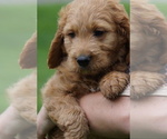 Small #1 Goldendoodle (Miniature)