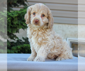 Cocker Spaniel-Poodle (Miniature) Mix Puppy for sale in HONEY BROOK, PA, USA