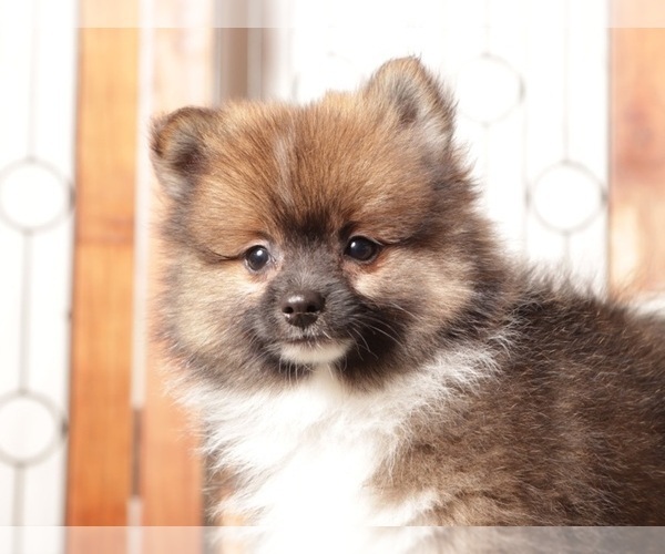Medium Photo #1 Pomeranian Puppy For Sale in NAPLES, FL, USA