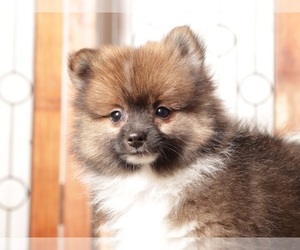 Pomeranian Puppy for sale in NAPLES, FL, USA