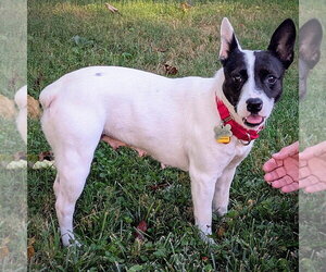 Fontina (TN) - Female Brat Dog for Adoption - Photo #4