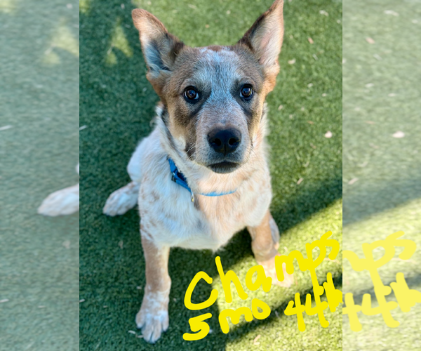 Medium Photo #1 Mutt Puppy For Sale in Woodbury, NY, USA