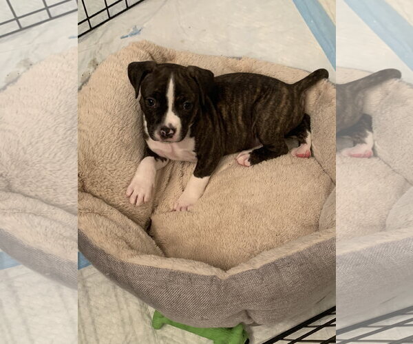 Medium Photo #10 Mutt Puppy For Sale in Sanford, FL, USA