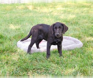 Labrador Retriever Puppy for sale in SYRACUSE, IN, USA