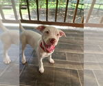 Small #2 American Pit Bull Terrier Mix
