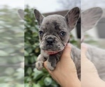 Small #2 French Bulldog