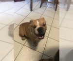 Small Photo #1 English Bulldog Puppy For Sale in EAST HAVEN, CT, USA