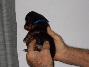 Dachshund Puppy for sale in MEXICO, MO, USA