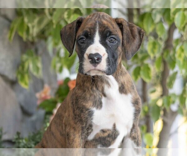 Medium Photo #3 Boxer Puppy For Sale in SHILOH, OH, USA