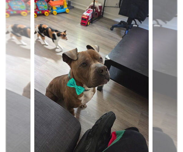 Medium Photo #1 American Staffordshire Terrier-Unknown Mix Puppy For Sale in San Diego, CA, USA