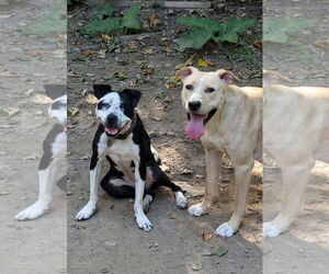 Layla Momma Dessin - Female Labrador Retriever-Unknown Mix Dog for Adoption - Photo #13
