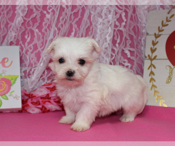 Medium Photo #13 Maltese Puppy For Sale in CHANUTE, KS, USA