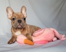 Small Photo #19 French Bulldog Puppy For Sale in ADRIAN, MI, USA