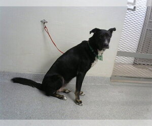 Gerberian Shepsky Dogs for adoption in Pasadena, TX, USA