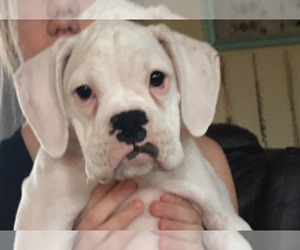 Boxer Puppy for sale in SEYMOUR, CT, USA