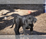 Small Photo #24 Cane Corso Puppy For Sale in COLONIAL HEIGHTS, VA, USA