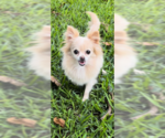 Small Photo #5 Shiranian Puppy For Sale in Weston, FL, USA