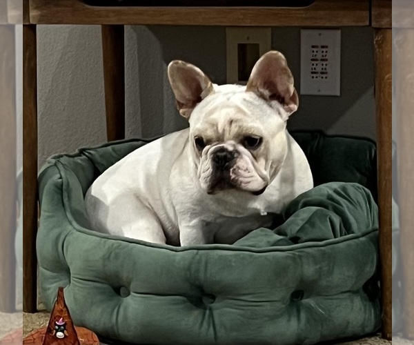 Medium Photo #4 French Bulldog Puppy For Sale in BOLIVAR, MO, USA