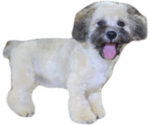 Small Photo #10 Maltipoo-Shih Tzu Mix Puppy For Sale in SAN DIEGO, CA, USA