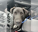 Small #18 Labrador Retriever