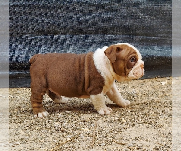 Medium Photo #10 Bulldog Puppy For Sale in LAS VEGAS, NV, USA