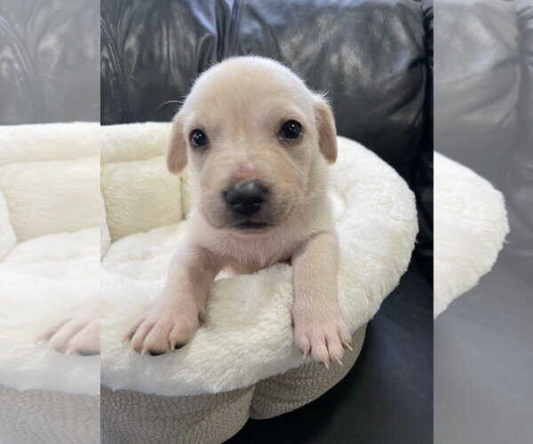 Medium Photo #23 Mutt Puppy For Sale in Derwood, MD, USA