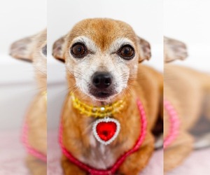 Chihuahua Dogs for adoption in Greenville, SC, USA