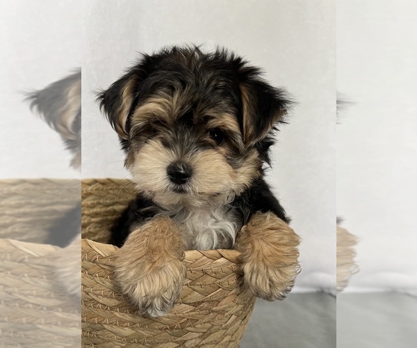 Medium Photo #5 Morkie Puppy For Sale in CORNERSVILLE, TN, USA