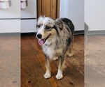 Small Photo #1 Aussiedoodle Miniature  Puppy For Sale in HAMILTON, MI, USA
