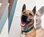 Small German Shepherd Dog Mix