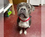 Small #39 American Pit Bull Terrier Mix