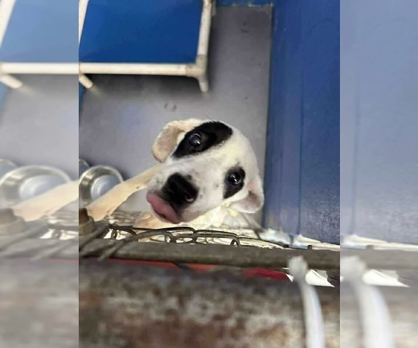 Medium Photo #4 Beagle-Unknown Mix Puppy For Sale in Aurora, IN, USA