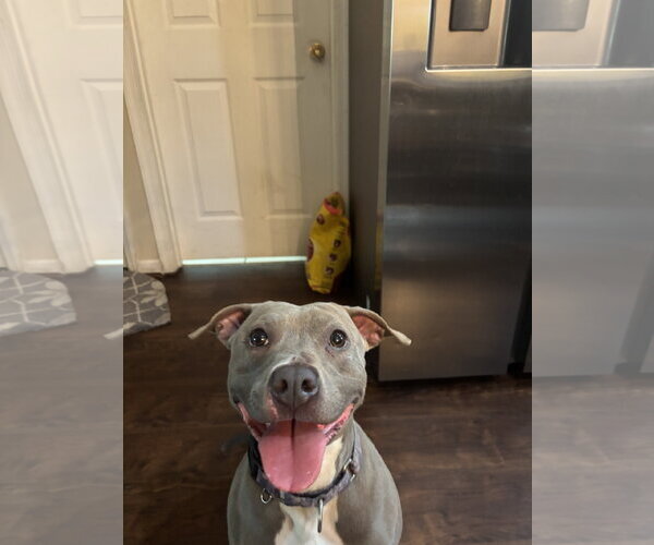 Medium Photo #2 Mutt Puppy For Sale in Orlando, FL, USA