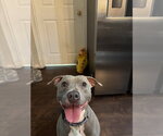 Small Photo #2 Mutt Puppy For Sale in Orlando, FL, USA