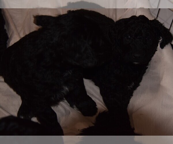 Medium Photo #5 Goldendoodle Puppy For Sale in SPIRO, OK, USA