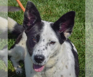 Border Collie-Unknown Mix Dogs for adoption in Huntley, IL, USA
