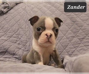 Boston Terrier Puppy for sale in POMEROY, OH, USA