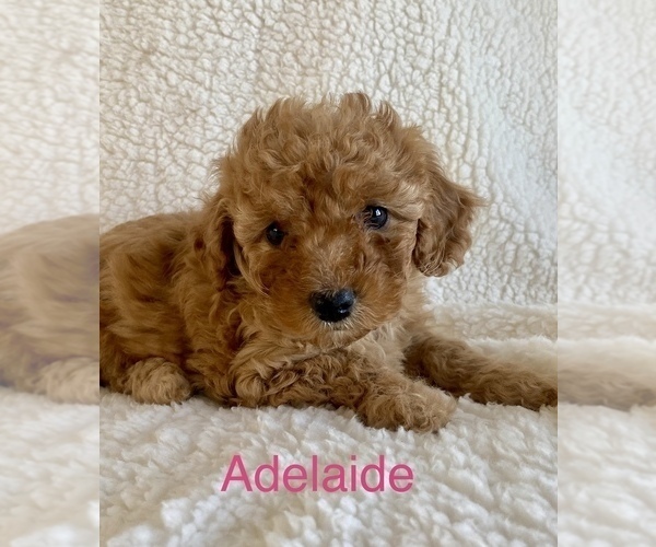 Medium Photo #1 Cavapoo Puppy For Sale in RUDD, IA, USA
