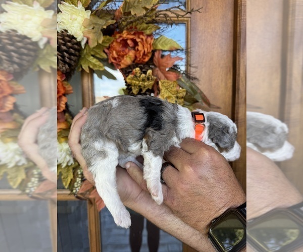 Medium Photo #10 Aussiedoodle Miniature  Puppy For Sale in ROCK HILL, SC, USA