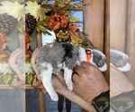 Small #9 Aussiedoodle Miniature 