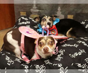 Chihuahua Dogs for adoption in Victorville, CA, USA