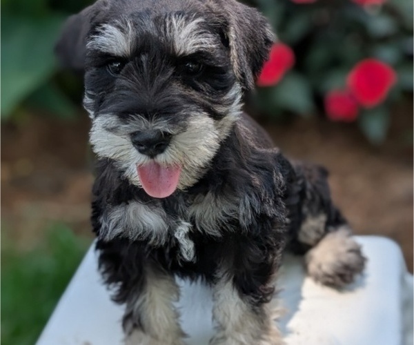 Medium Photo #15 Schnauzer (Miniature) Puppy For Sale in GOSHEN, IN, USA