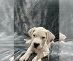 Small Photo #22 Dogo Argentino Puppy For Sale in SAN ANTONIO, TX, USA