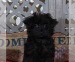 Small #3 YorkiePoo