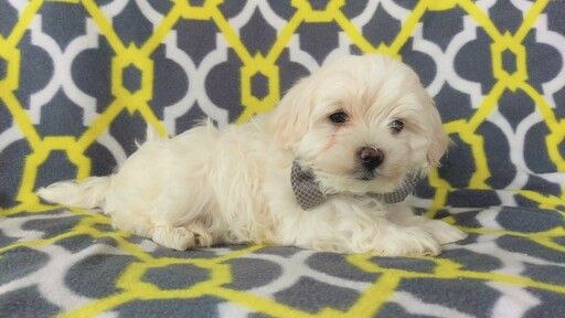 Medium Photo #4 Maltese Puppy For Sale in LANCASTER, PA, USA