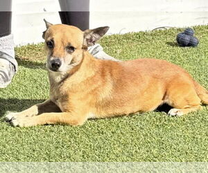 Chihuahua Dogs for adoption in Pompano Beach , FL, USA