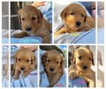 Small Photo #3 Golden Retriever Puppy For Sale in GRIDLEY, KS, USA