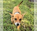 Small #3 Dachshund Mix
